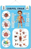 Cumpara ieftin Plansa: Corpul uman
