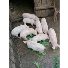 Numara Cosmic Respinge Carcasa Porc Ploiesti Plaseantitantari Ro