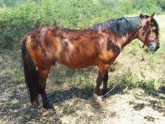 Cal de vanzare