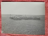 Fotografie, turma de oi astrahan de la ferma Calarasi - Lichiresti