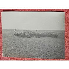 Fotografie, turma de oi astrahan de la ferma Calarasi - Lichiresti