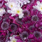 Fototapet de perete autoadeziv si lavabil Flori157 Crizanteme mov si albe, 200 x 150 cm