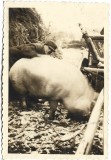 M1838N Bărbat cu porc de dimensiuni foarte mari, Rom&acirc;nia, perioada interbelică