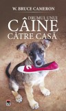 Drumul unui caine catre casa - RAO