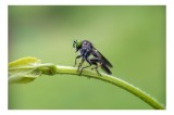 Tablou Canvas, "Musca pe frunza verde", Muscoidă, Frunză, Verde, Macro, Natură, Ochi, Insectă, Frunziș, Focalizare, Detalii, 39 x 26 cm, CMCLASS