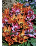 Lalele Tulipa, Specie mix pitice, Multicolor, 5/6, 1 Bulb, Oem