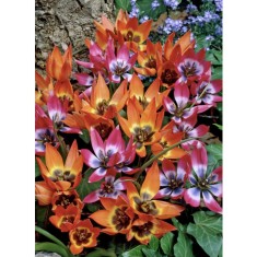 Lalele Tulipa, Specie mix pitice, Multicolor, 5/6, 1 Bulb