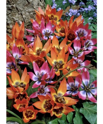 Lalele Tulipa, Specie mix pitice, Multicolor, 5/6, 1 Bulb foto