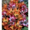 Lalele Tulipa, Specie mix pitice, Multicolor, 5/6, 1 Bulb