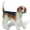 Caine rasa &quot;BEAGLE&quot;