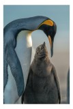 Tablou Canvas, "&Icirc;mbrățișare călduroasă &icirc;n ghețurile antarctice", Pinguin, &Icirc;ngrijire, Empatie, Natură, Protector, Bl&acirc;ndețe, Frumusețe, Armonie, Familie