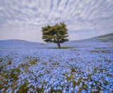 Cumpara ieftin Fototapet autocolant Copac in camp de albastrele, 250 x 150 cm