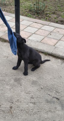 Ciobănesc german negru foto