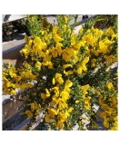 Planta Cytisus Golden Sunlight C2, ghiveci 2l, Oem
