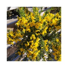 Planta Cytisus Golden Sunlight C2, ghiveci 2l