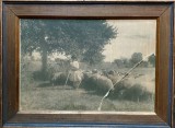 Cioban cu oile, Fotografie de mari dimensiuni, cca 1920