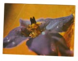 CPIB 20244 FELICITARE DE MARTIE - IRIS