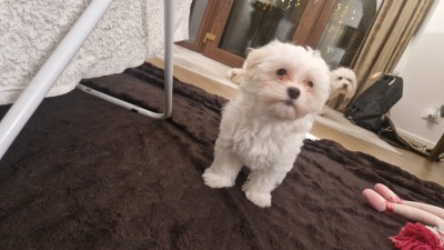 Pui de bichon de vanzare foto