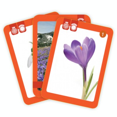Flori, pasari si insecte foto