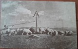 Carte postala, turma de oi in Romania, 1943