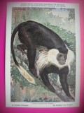 HOPCT 6224 COLUB DE ANGOLA-COLUBUS ANGOLENSIS -MAIMUTE-FAUNA AFRICA-CP CHROMO LITHO -MUZEUL REGAL STIINTE NATURALE BELGIA-NECIRCULATA, Printata