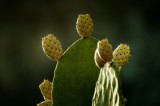 Tablou Canvas, "Rodul verde al deșertului &icirc;nsorit", Cactus, Fructe, Lumina, Silueta, Natura, Textura, Verde, Prickly, 39 x 26 cm, CMCLASS