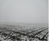 Vand Terenuri Extravilane valorificate in bloc in suprafata totala de 10500 mp