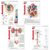 Pachet Pliante Anatomie, volumele 1-4 - Florica Mailat
