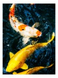 Tablou Canvas cu Pești Koi, Multicolor, 26 x 39 cm, CMCLASS