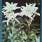 542 - Flori de colt / carte postala floare