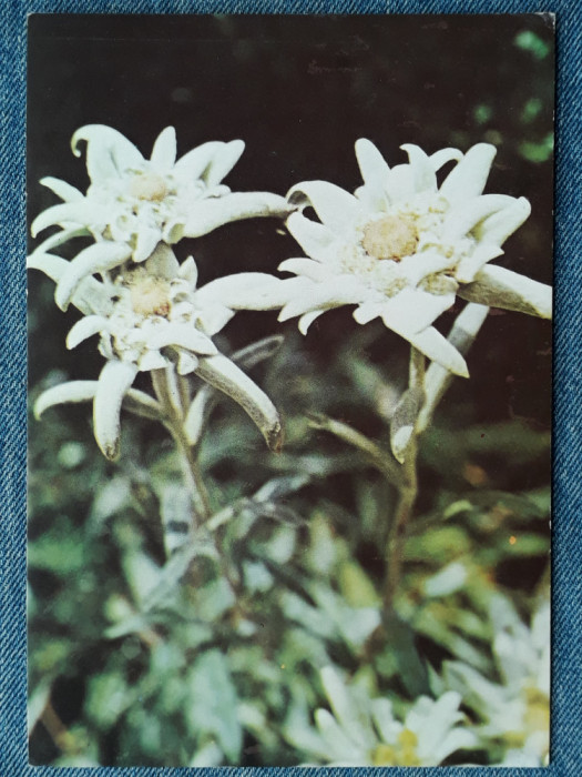 542 - Flori de colt / carte postala floare