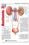 Plansa Anatomie 3, Autor Anonim