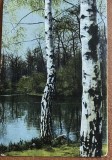 CPISTR5 Carte Postala Veche Anul 1905 Peisaj Mesteacani Scrisa Germana Kurrentschrift
