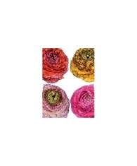 Bulbi Ranunculus Eleg Pastello Striato Mix, Piciorul cocosului pastel mix, 3/4 N