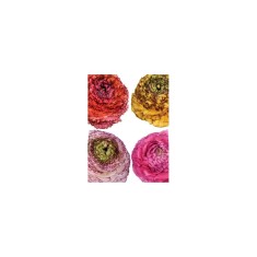 Bulbi Ranunculus Eleg Pastello Striato Mix, Piciorul cocosului pastel mix, 3/4 N