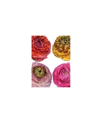Bulbi Ranunculus Eleg Pastello Striato Mix, Piciorul cocosului pastel mix, 3/4 N foto