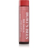 Burt&rsquo;s Bees Tinted Lip Balm balsam de buze culoare Red Dahlia 4.25 g