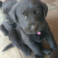 Labrador retriever