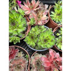 SEMPERVIVUM TECTORUM - GHIVECI