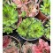 SEMPERVIVUM TECTORUM - GHIVECI