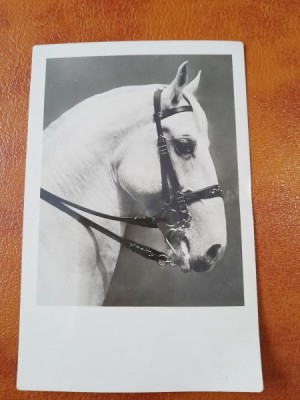 Fotografie tip Carte Postala, cal de rasa, necirculata foto