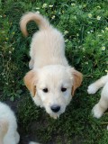 Catei Golden Retriever