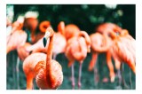 Tablou Canvas Flamingo &icirc;n Lumină - Artă Exotică și Serenitate, 39 x 26 cm, CMCLASS