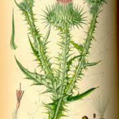 Onopordum acanthium , planta medicinala, Scai măgăresc 10 seminte in plic