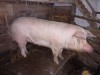 Vand doi porci de 1 an la 200 kg