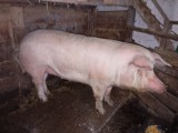 Vand doi porci de 1 an la 200 kg