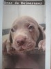 Pui de Weimaraner disponibili, Pedigree