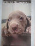 Pui de Weimaraner disponibili