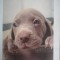 Pui de Weimaraner disponibili