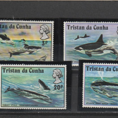 Fauna ,cetacee,Tristan.